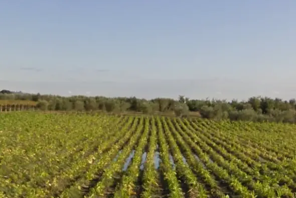 #4765 Terreno agricolo di 3.630 mq