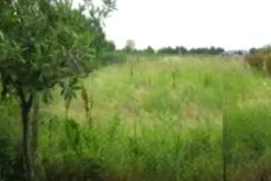#10917 Terreno agricolo di 240 mq