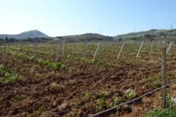 #25488 Terreno agricolo di 54.382 mq