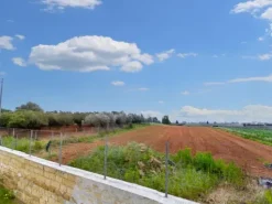 #25844 Terreno agricolo di 26.047 mq coltivato ad agrumeto e oliveto