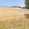 #706 Terreno agricolo (ex produttivo)
