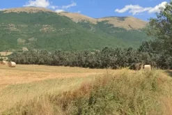 #22777 Terreno agricolo in zona di campagna