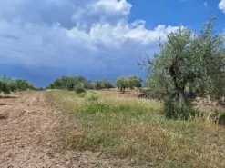 #23568 Terreno a Mazzarrone a prevalente destinazione agricola