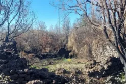 #2537151 Terreno boschivo