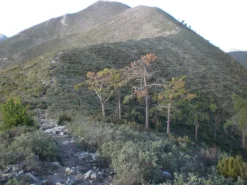 Terreno Ceriale (SV) monte Piccaro
