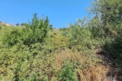 #24123 Terreno edificabile a sviluppo residenziale