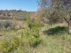 #12302 Terreno edificabile residenziale e agricolo di 5.805 mq