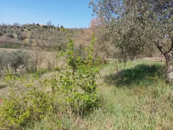 #12302 Terreno edificabile residenziale e agricolo di 5.805 mq