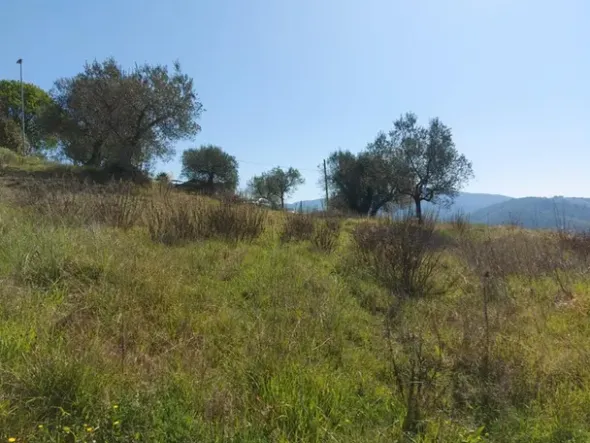#12302 Terreno edificabile residenziale e agricolo di 5.805 mq