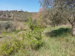 #12302 Terreno edificabile residenziale e agricolo di 5.805 mq