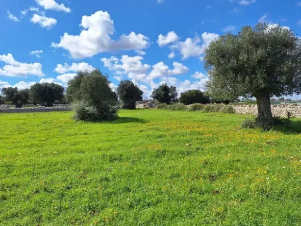#24452 Terreno parzialmente edificabile vista mare con uliveto a Polignano a Mare