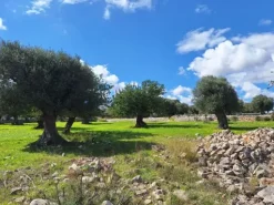#24452 Terreno parzialmente edificabile vista mare con uliveto a Polignano a Mare