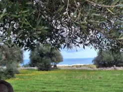 #24452 Terreno parzialmente edificabile vista mare con uliveto a Polignano a Mare