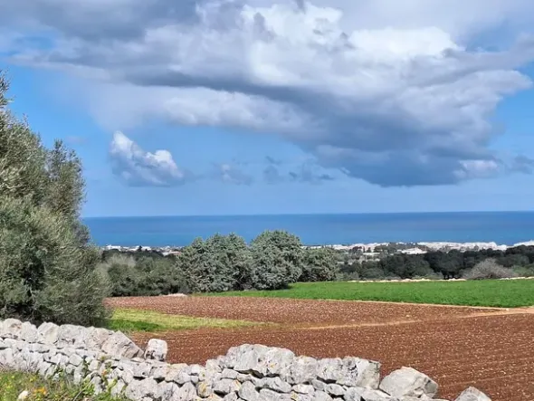 #24452 Terreno parzialmente edificabile vista mare con uliveto a Polignano a Mare