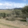 Vigneto e Oliveto Sa Misa a Soleminis