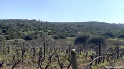 Vigneto e Oliveto Sa Misa a Soleminis