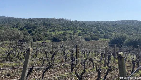 Vigneto e Oliveto Sa Misa a Soleminis