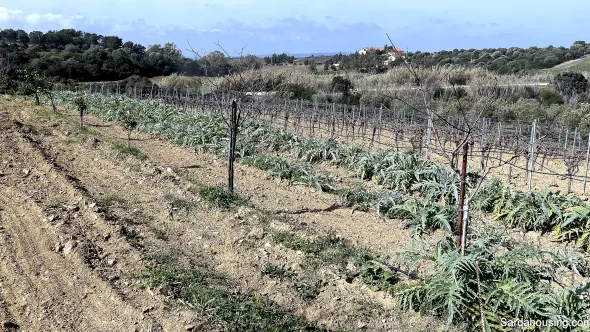 Vigneto e Oliveto Sa Misa a Soleminis