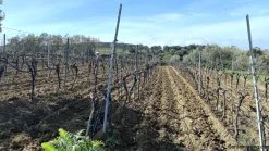 Vigneto e Oliveto Sa Misa a Soleminis