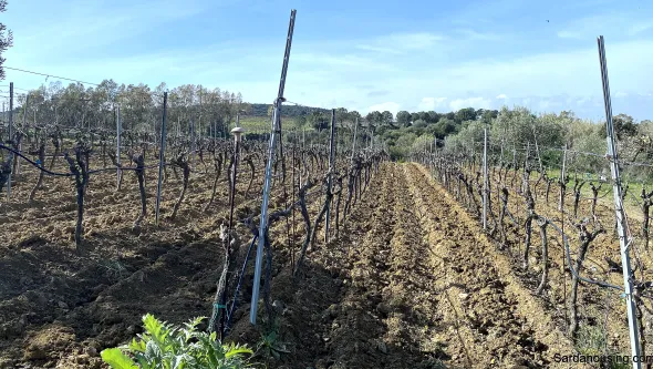 Vigneto e Oliveto Sa Misa a Soleminis