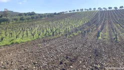 Vigneto e Oliveto Sa Misa a Soleminis
