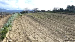 Vigneto e Oliveto Sa Misa a Soleminis